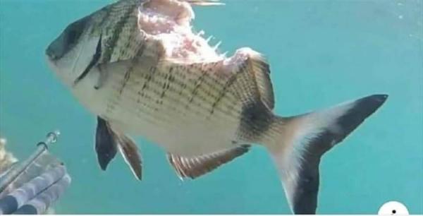 鱼被咬剩一半深可见骨竟悠哉畅游 (图片取自/爆废公社二馆)