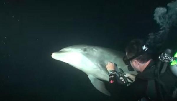 keller马上就开始帮海豚处理身上的线跟鱼钩。（图片来源：Youtube视频截图）