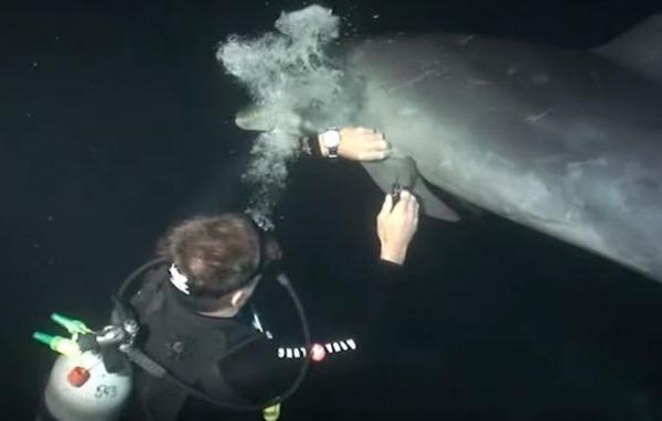 海豚好像也知道人类在医治它，乖乖的配合潜水员的动作。（图片来源：Youtube视频截图）