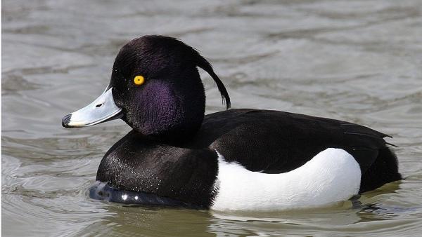 万物皆有灵,鸭子也不例外。(图片来源:维基百科)