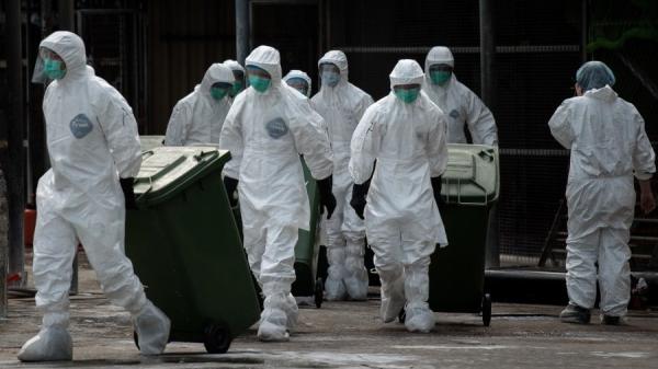 工作人员于2014年1月28日处置被淘汰的死鸡(图片来源:PHILIPPE LOPEZ/AFP via Getty Images)