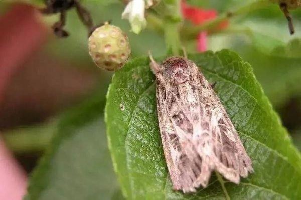 草地贪夜蛾       (网络图片）
