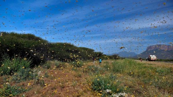 赴巴基斯坦考察的中国专家团队表示，此次蝗灾比预想中还要严重。（图片来源：TONY KARUMBA/AFP via Getty Images））