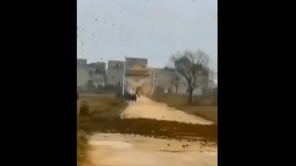 近日，江西鄱阳一个村庄的路口出现数万只麻雀拦路不让人通过的现象。（视频截图）