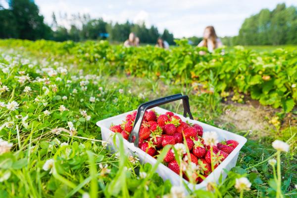 采摘中的草莓(123RF)