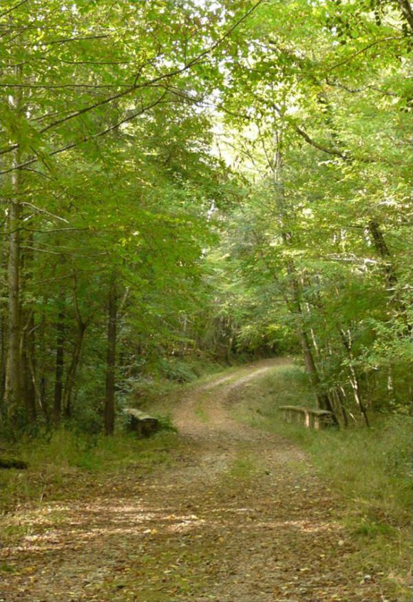 格雷西涅森林（Ataraxie/维基百科：CC BY-SA 3.0）