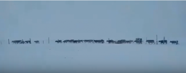 因下大雪牛没草吃 ( 视频截图)