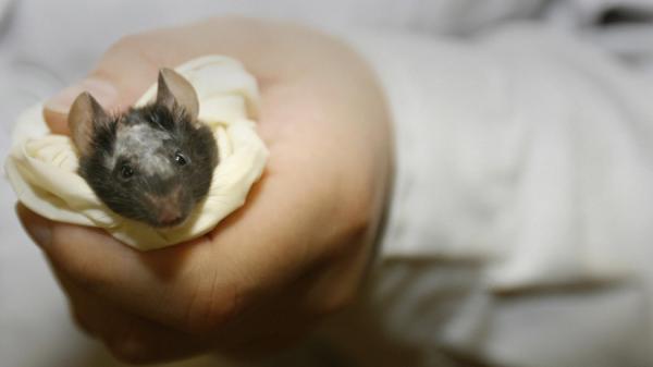 中国官方证实,内蒙古巴彦淖尔爆发鼠疫。(图片来源: PETER PARKS/AFP via Getty Images)