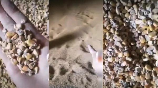 有粮商爆料,中国国有粮仓内储存的根本不是粮食,而是一堆无法实用的“废粮”。(图片来源:视频截图)