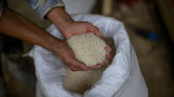 近年中国的粮食危机问题日益严重，不少看管粮库的官员陆续被爆出贪污。（图片来源：ANTHONY WALLACE/AFP via Getty Images）