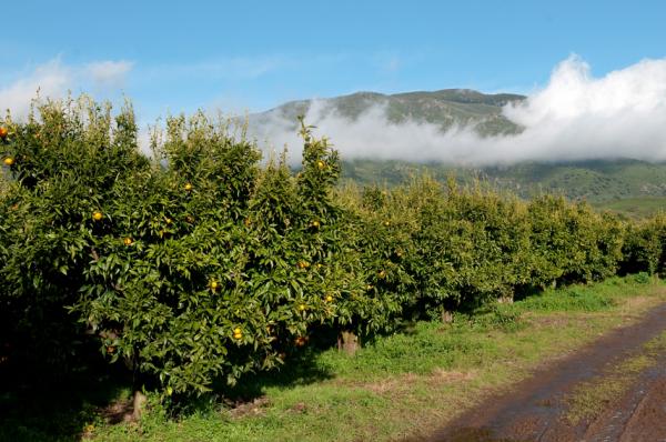 科西嘉小柑橘果园（科西嘉小柑橘官网：www.clementinedecorse.fr）