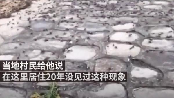 10月17日,江苏常熟市接近长江入海口处出现惊人异象:数万只螃蟹沿着岸边爬到岸上。(图片来源:视频截图)