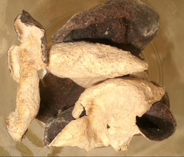 陈皮 (图片来源:维基百科)