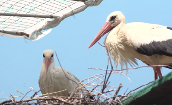 阿克再次回到玛琳娜身边。（Facebook）