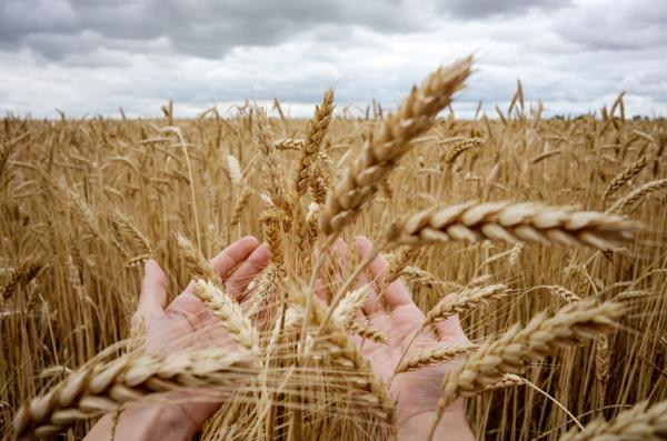 粮食(Getty Images)