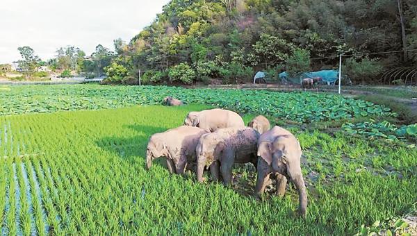 15头野生亚洲象从云南西双版纳自然保护区一路北迁。