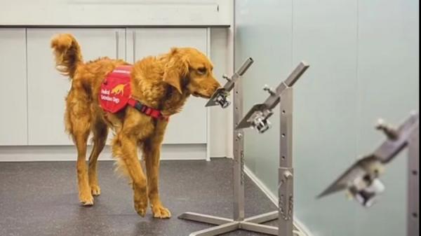 英国机场里的 “ 新冠检测犬 ” 。(图片来源:视频截图)