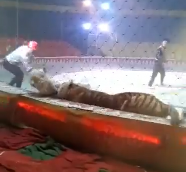 老虎舞台现场吃马 。(图片来源:视频/截图)