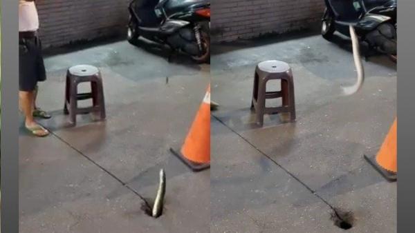 马路上的排气孔,居然可以钓鱼?(图片来源:脸书爆料公社视频撷图)