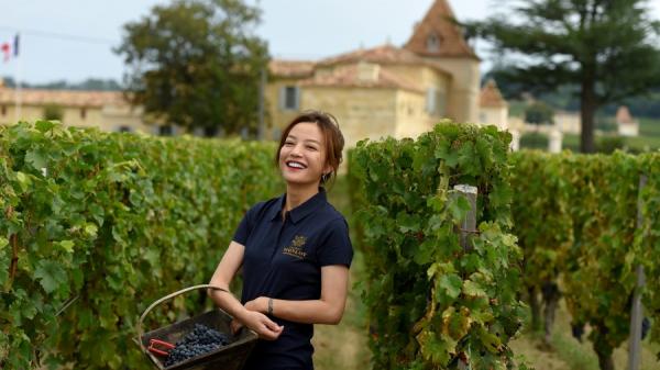 2018年9月18日，赵薇在她购买的法国酒庄内收获葡萄（图片来源：NICOLAS TUCAT/AFP via Getty Images）