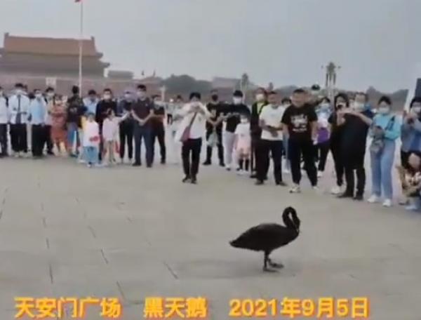 图片来源:视频截图