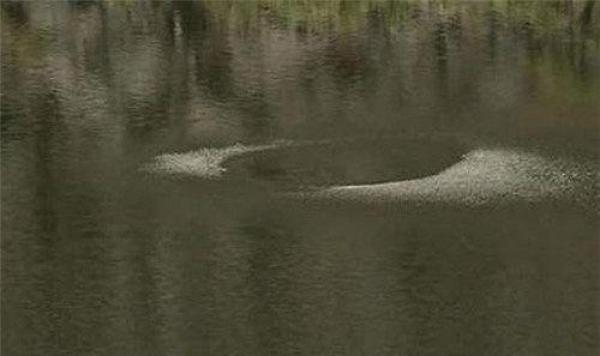 2001年4月洪湖市龙口镇双潭村的一个水潭发现了传说中的水怪!(图片来源:翻摄网图)