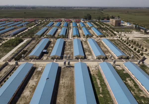 中国河北一家养猪场(PAK YIU/AFP via Getty Images)