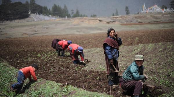 妇女在田间劳动(图片来源:China Photos/Getty Images)
