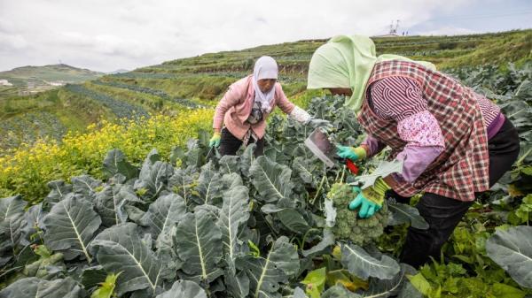 农村妇女在收割农作物。(图片来源:STR/AFP via Getty Images)