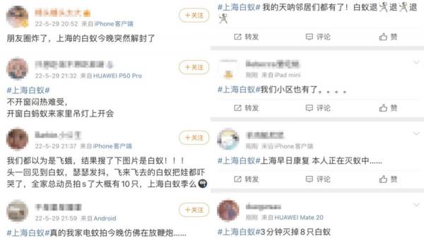 近日许多上海市民反映当地街头出现漫天飞舞的白蚁群,爬满路灯、路树。(图片来源:网络截图)