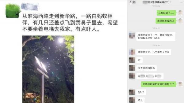近日许多上海市民反映当地街头出现漫天飞舞的白蚁群。(图片来源:网络截图)