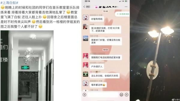 近日许多上海市民反映当地街头出现漫天飞舞的白蚁群。(图片来源:网络截图)