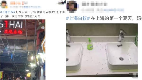 近日许多上海市民反映当地街头出现漫天飞舞的白蚁群。(图片来源:网络截图)
