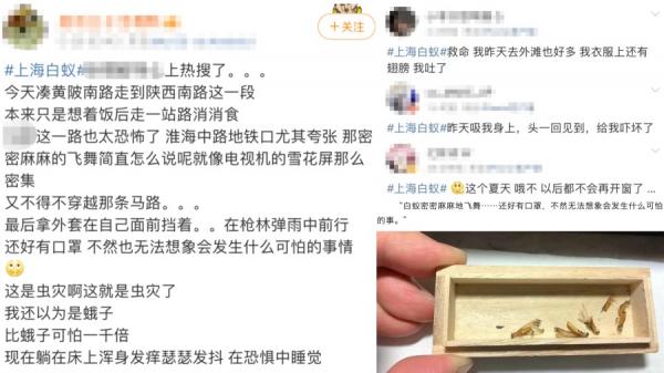 近日许多上海市民反映当地街头出现漫天飞舞的白蚁群。(图片来源:网络截图)