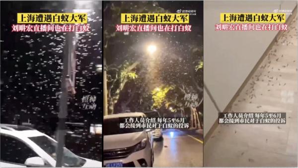 5月29日晚间关于“白蚁攻陷上海”的话题迅速冲上热搜。(图片来源:视频截图)