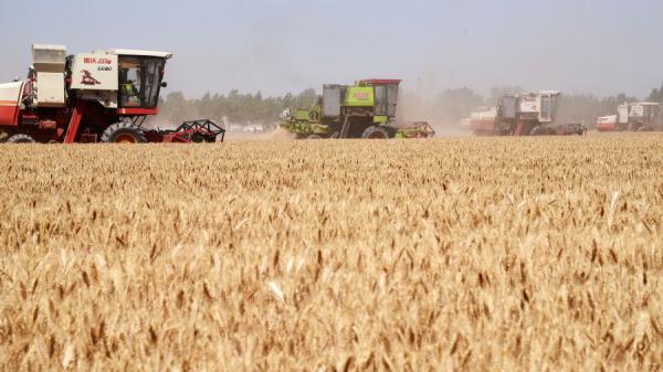 中共治下的粮食系统贪污腐败问题十分严重。(图片来源:AFP/Getty Images)