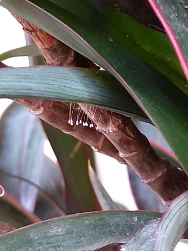 近年世界各地屡现佛经中记载的3000年一开的“优昙婆罗花”。(图片来源:看中国)
