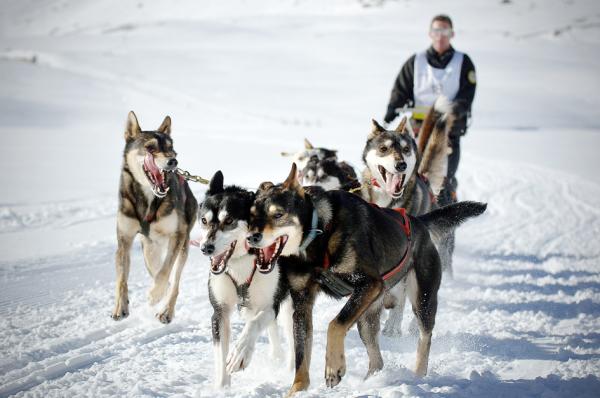 大奥德赛长距离狗拉雪橇大赛 (JEAN-PHILIPPE KSIAZEK/AFP via Getty Images)
