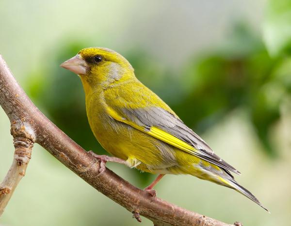 2022年春季,法国人花园中欧金翅雀的数量有所下降。(Martin Kunzr/CC BY 4.0)