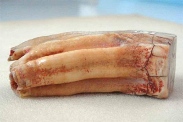 释迦牟尼灵牙遗骨（公有领域）