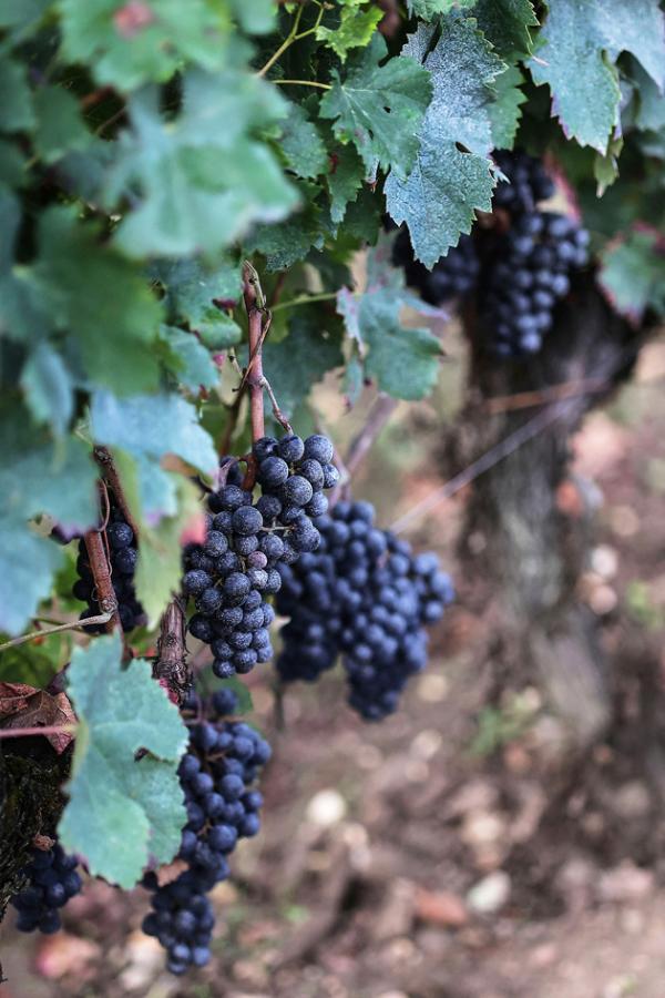 吉伦特省波姆罗勒产区(Pomerol)的葡萄园(THIBAUD MORITZ/AFP via Getty Images)