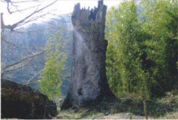 在黔南州要开发平塘救星石作红色旅游之用的当晚,无风无雨,在通往“救星石”的山间小路上,路边一棵有500年树龄的古枫树突然轰然断裂倒下。(图片来源:网络截图)