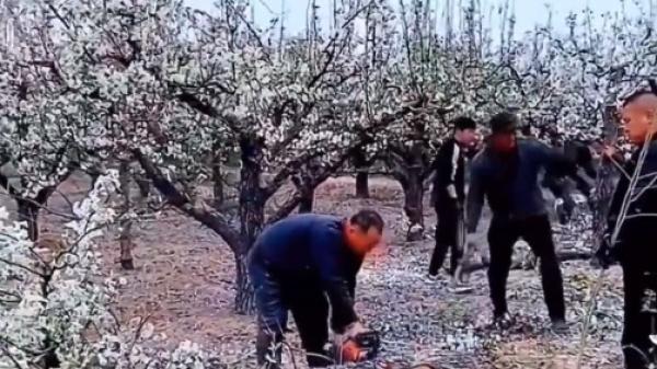 退林还耕 大片梨树被毁(图片来源:视频截图)