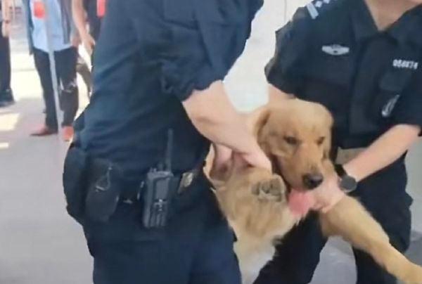 一只黄金猎劝闯进2023高考考场被现场值班员警架离。（图片来源：微博）