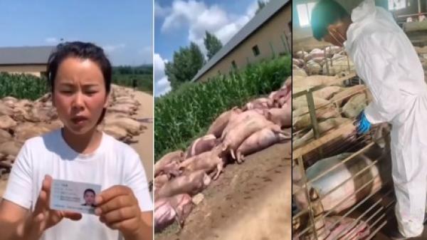 黑龙江一养猪场因突然停电造成400多头生猪死亡,损失约百万。(图片来源:视频截图)