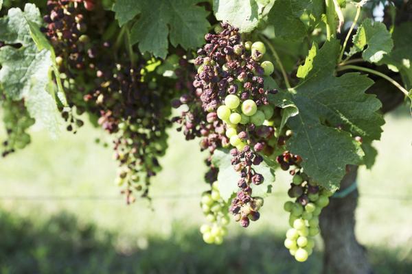 法国西南部染霜霉病的葡萄藤。(ROMAIN PERROCHEAU/AFP via Getty Images)