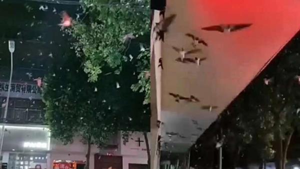 河南燕子满天飞(图片来源:微博截图)