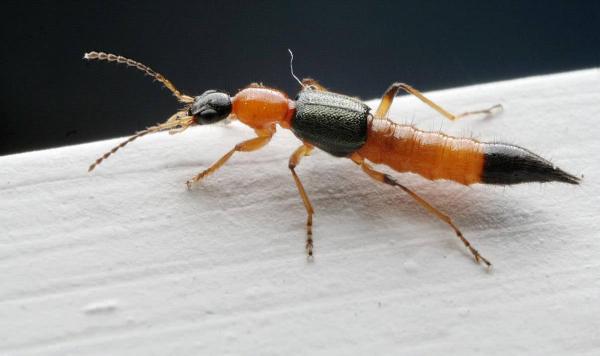 “隐翅虫”(图片来源:网络截图)