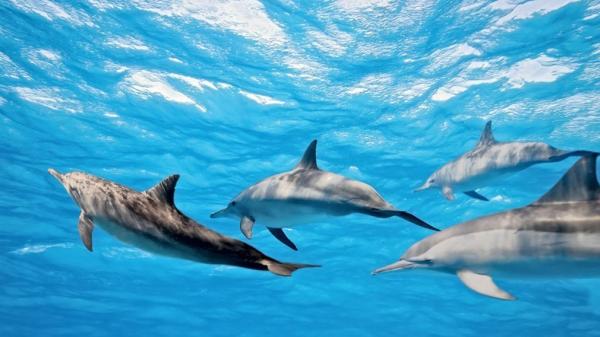 海豚(Adobe stock)
