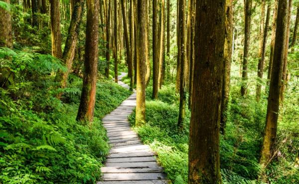 南投杉林溪森林生态度假园区的步道。